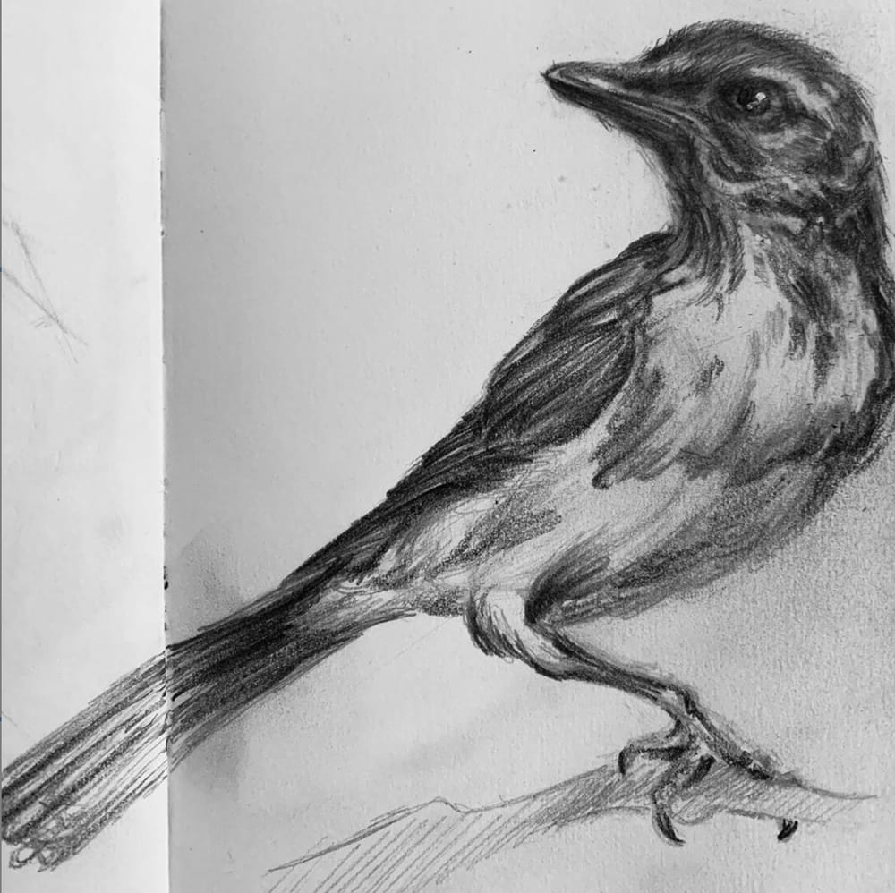study of a scrub jay - image 1 - student project