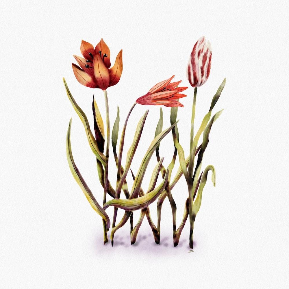 Three Tulips Ready - image 1 - student project
