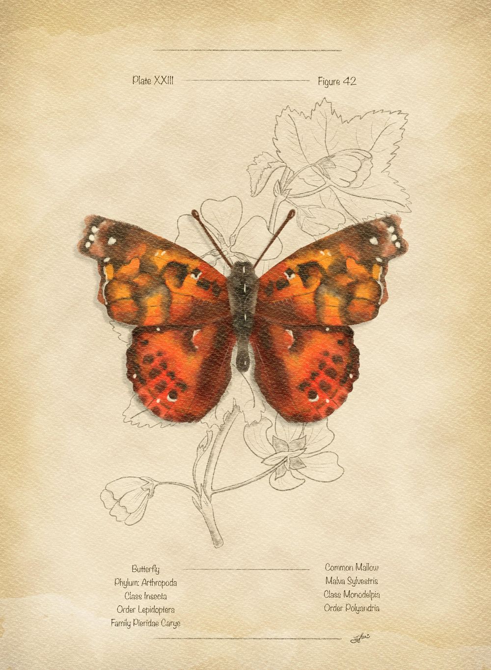 Butterfly Beauty - image 1 - student project