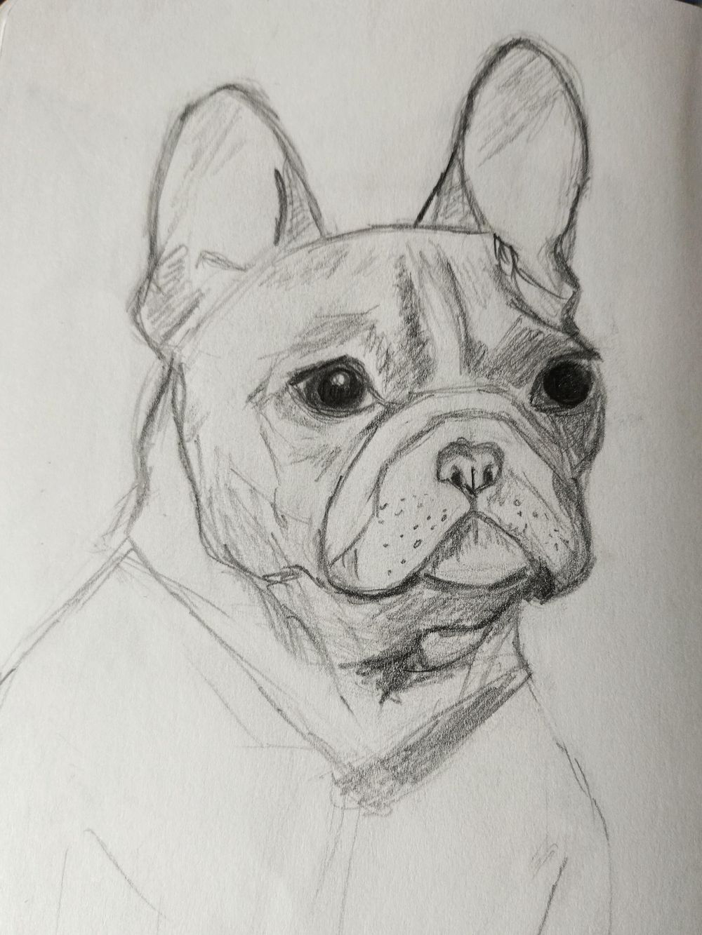 Drawing Dogs - image 1 - student project