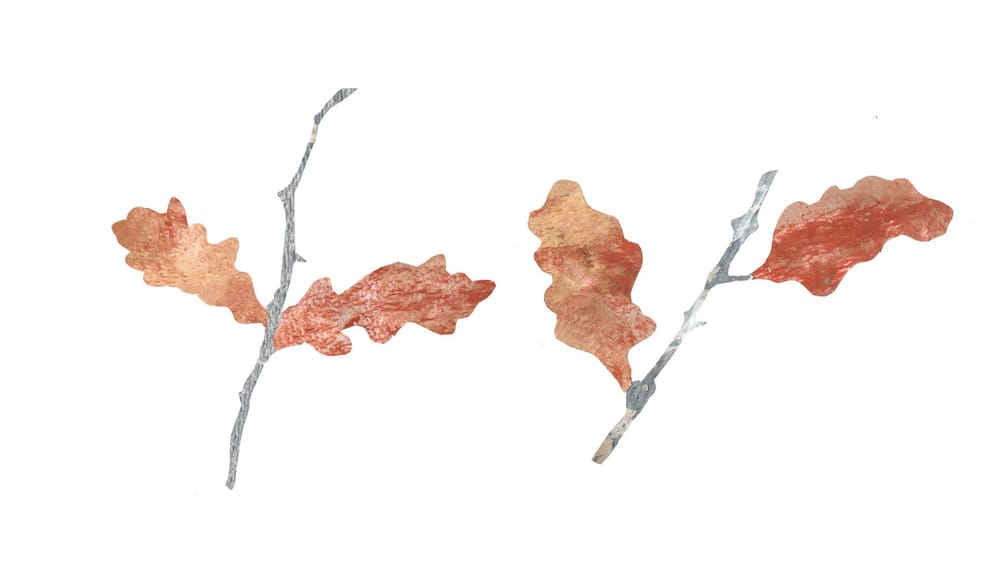 Drawing Nature - Five Creative Sketchbook Activities - image 5 - student project