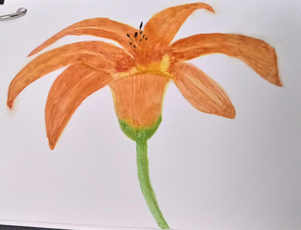 Watercolor Lily Illustration - image 2 - student project