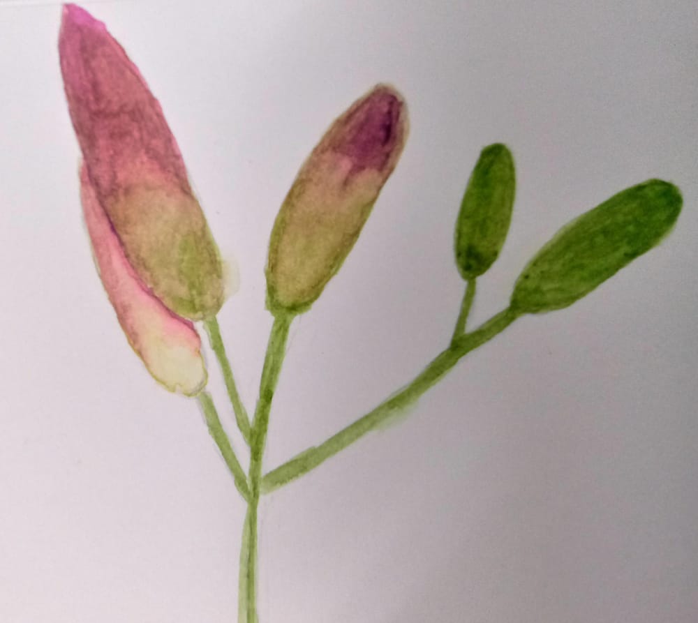 Watercolor Lily Illustration - image 3 - student project