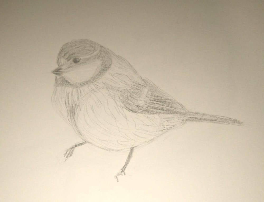 Scrub jay - image 1 - student project