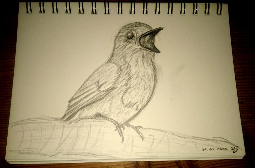 Scrub jay - image 2 - student project