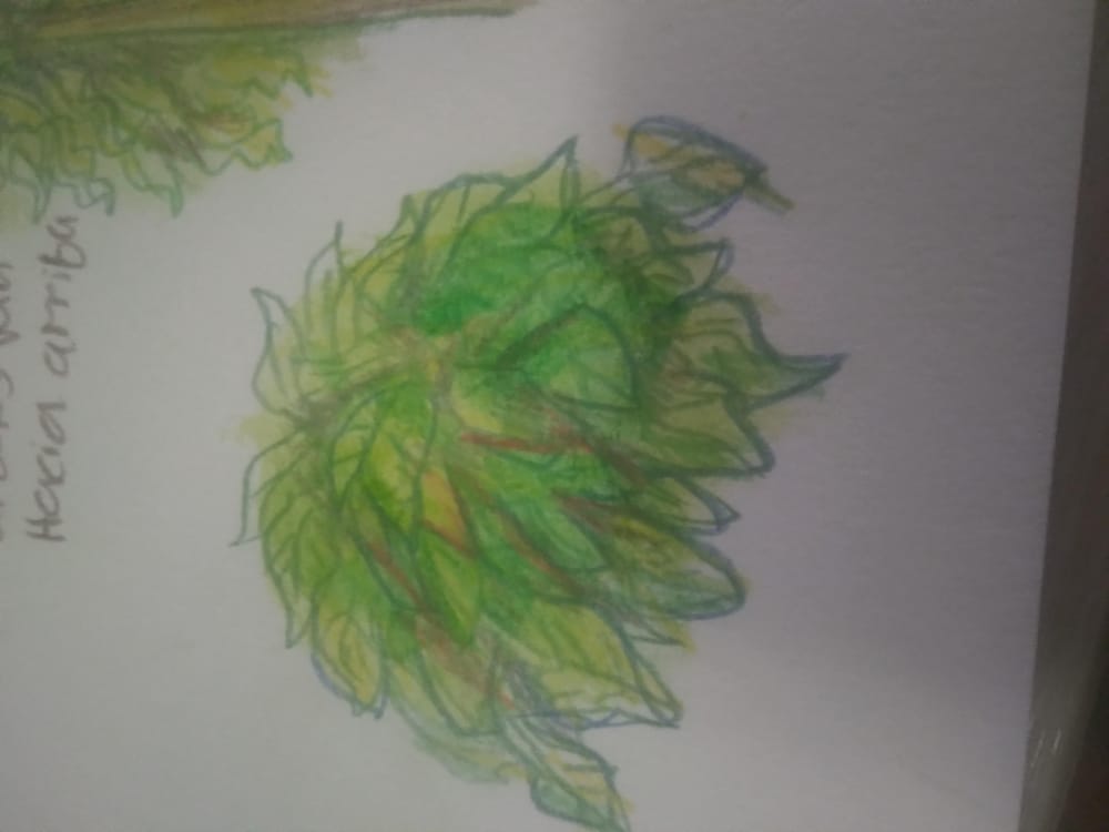 Plants :D - image 1 - student project