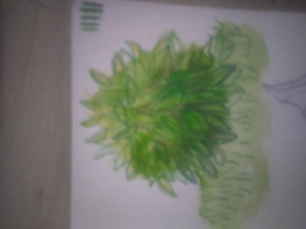 Plants :D - image 2 - student project