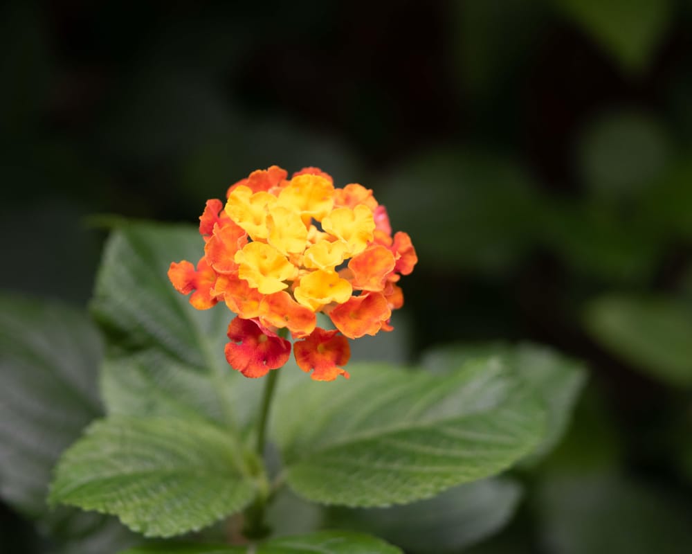 Lantana camara Flower - image 3 - student project