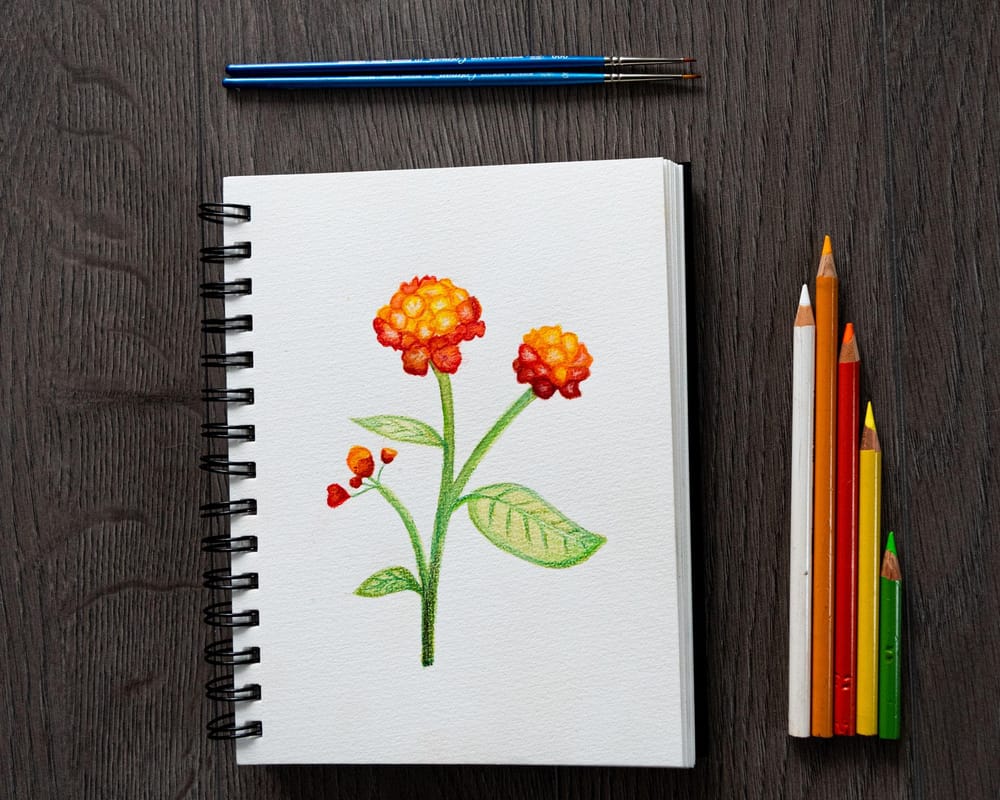 Lantana camara Flower - image 2 - student project