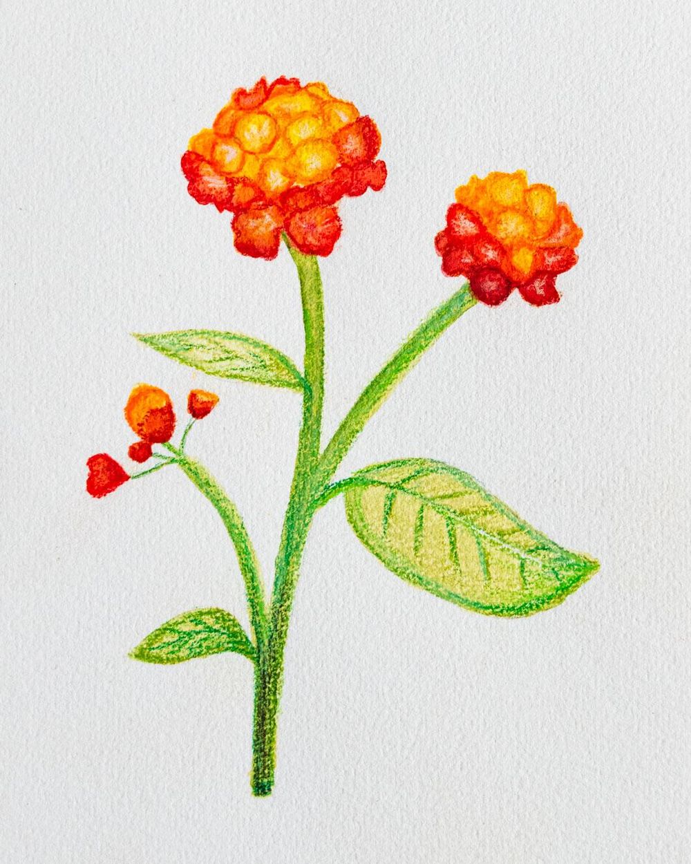 Lantana camara Flower - image 1 - student project