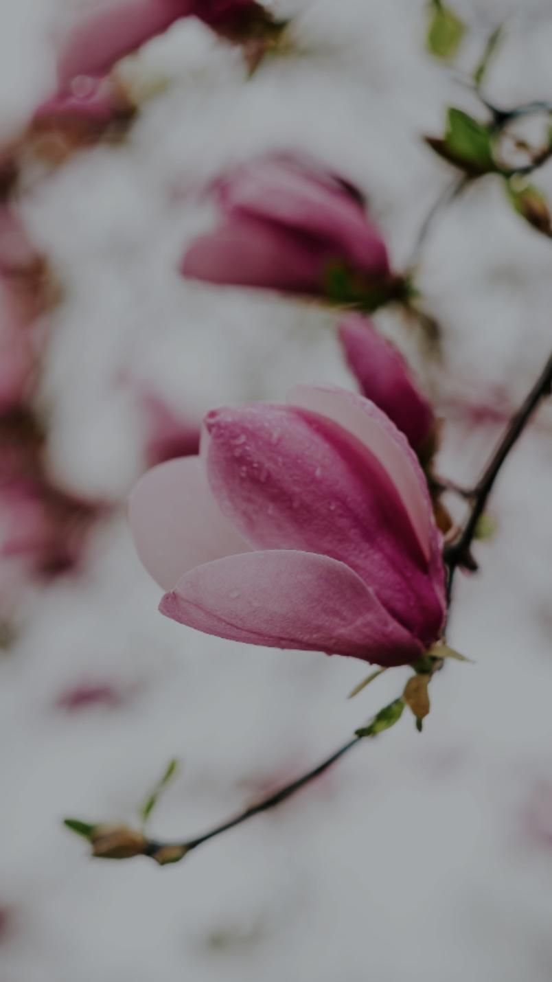 Magnolia Pink Effect - image 4 - student project