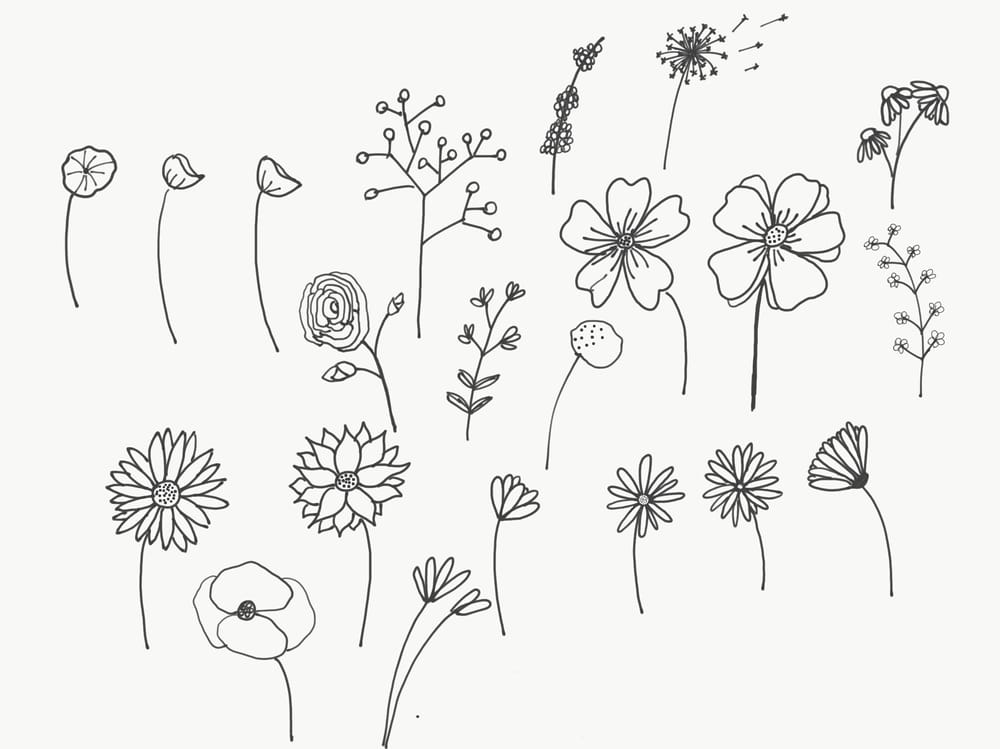 Botanical Line Drawings - image 1 - student project