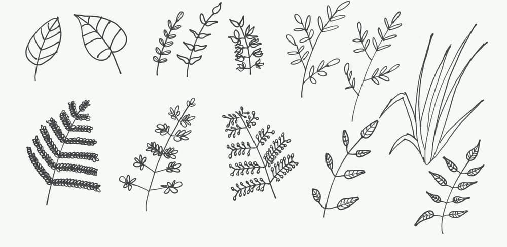 Botanical Line Drawings - image 2 - student project