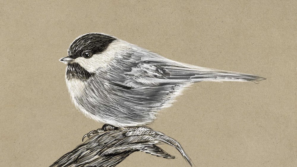 Toned paper study - image 1 - student project