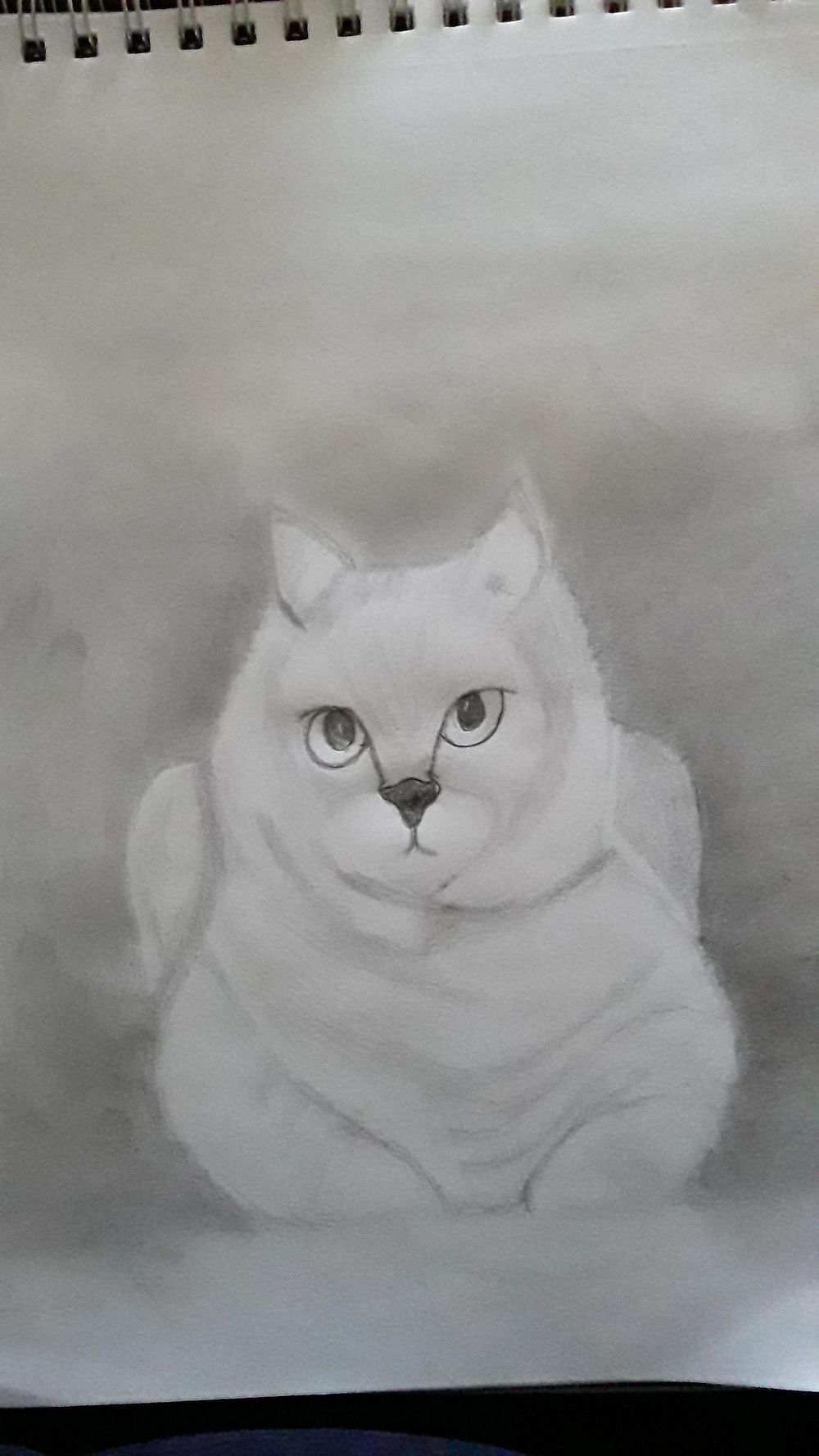 Cat - image 2 - student project