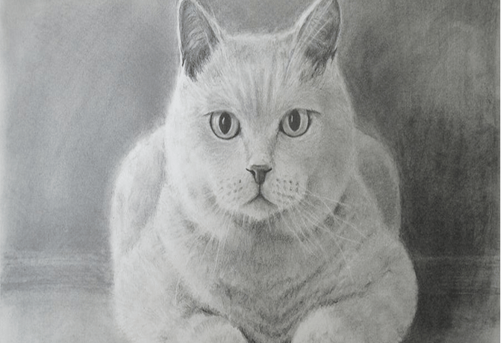 Cat - image 1 - student project