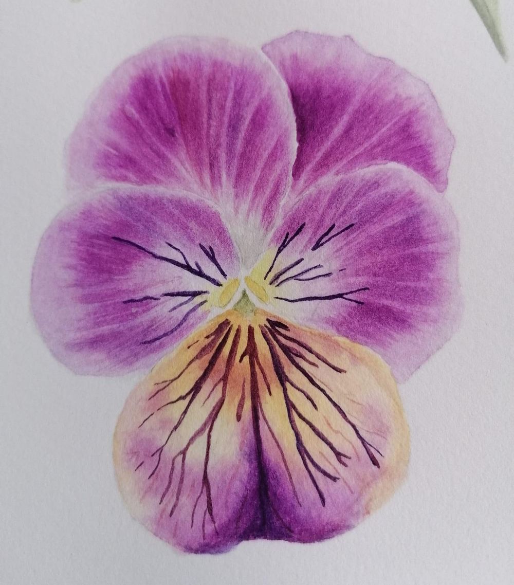 Viola Tricolor - image 1 - student project