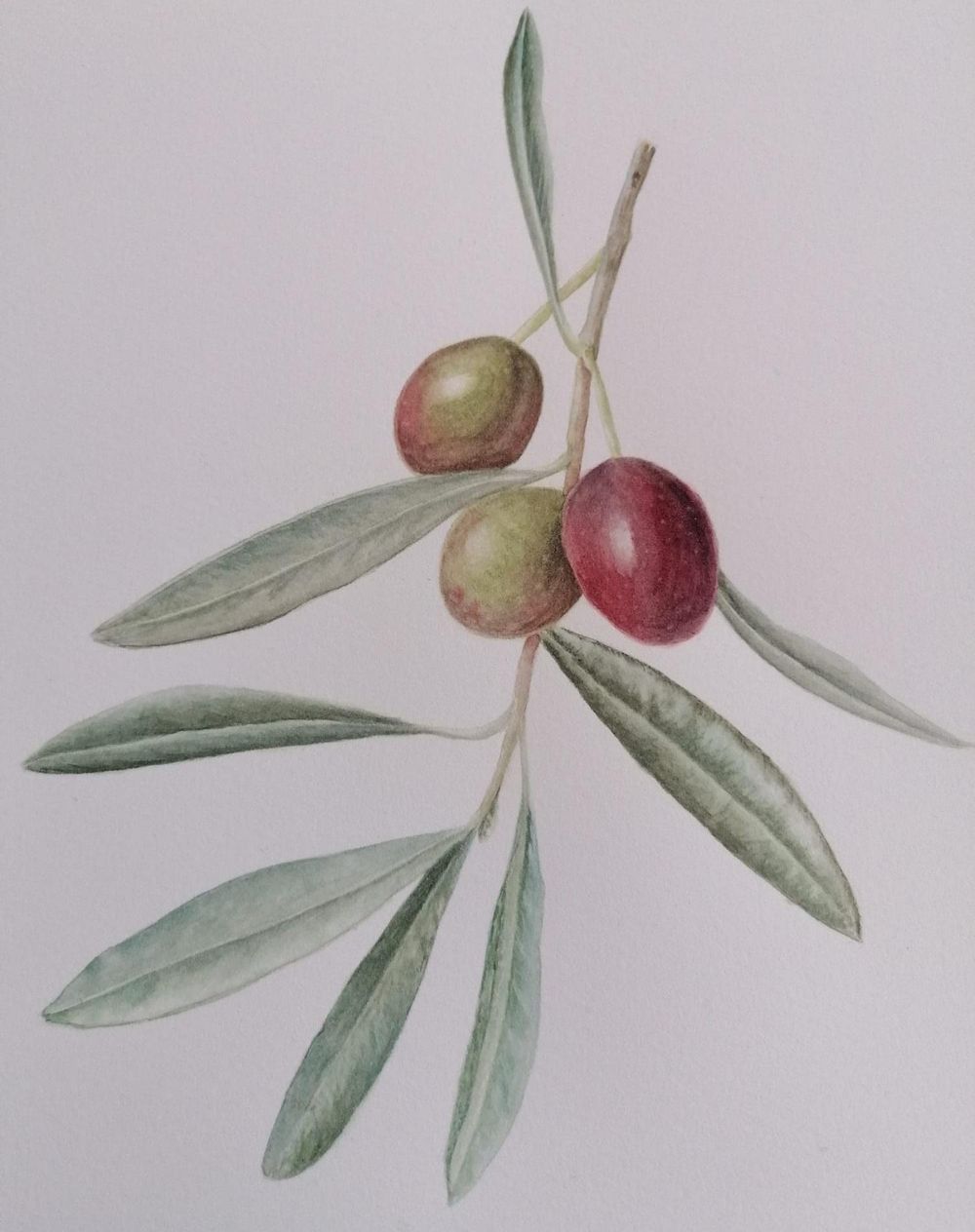 Olive Branch - image 1 - student project