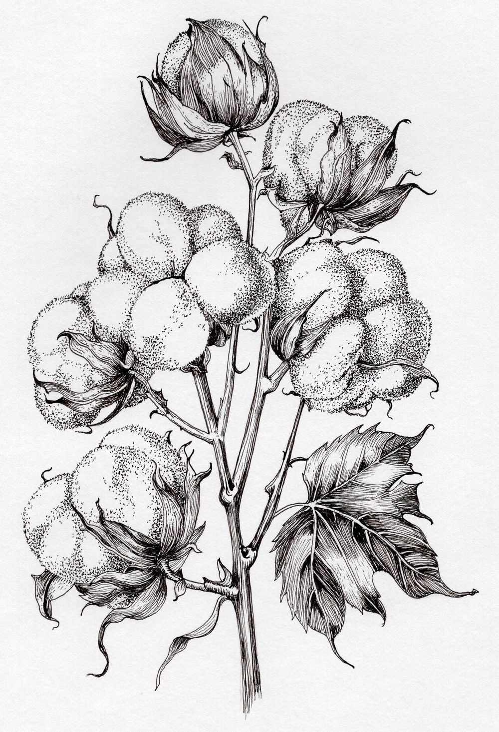 Botanical Sketches - Cotton - image 1 - student project
