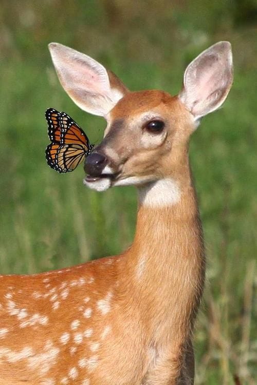 Curious Baby Deer - image 1 - student project