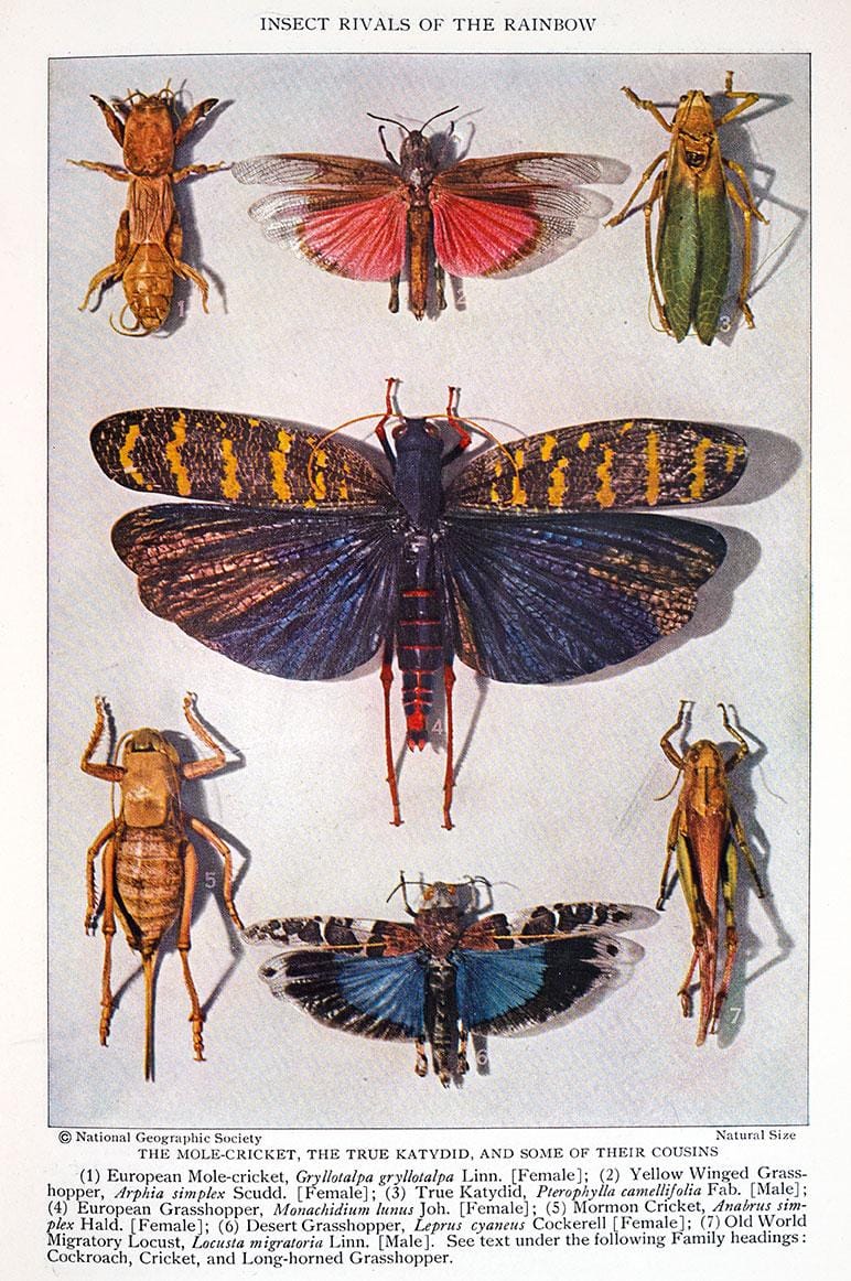 Insect Rivals of the Rainbow - image 1 - student project