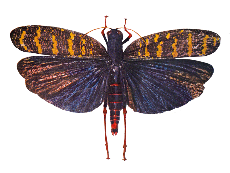 Insect Rivals of the Rainbow - image 2 - student project