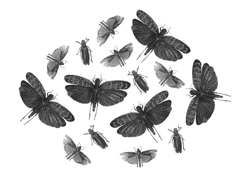 Insect Rivals of the Rainbow - image 3 - student project