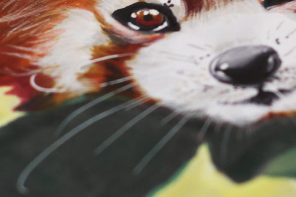 Moulin Rouge, Paris Café and Red Panda - image 4 - student project