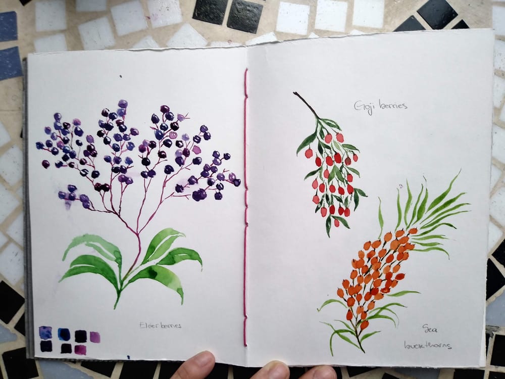 Berries everywhere - image 1 - student project