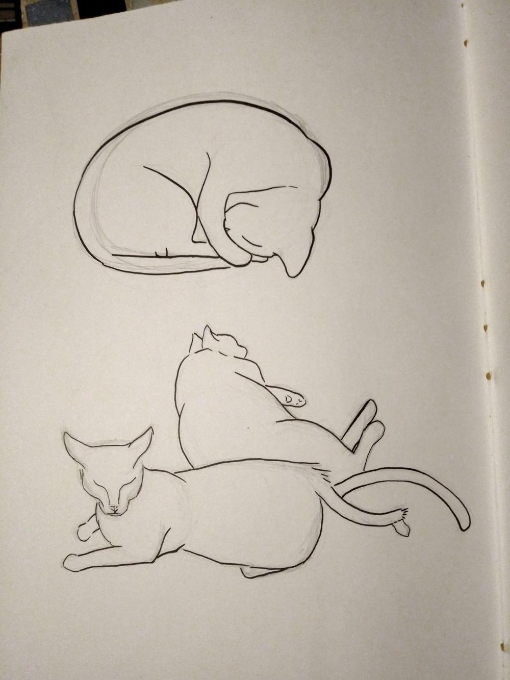 My favourite animal <3 - image 2 - student project