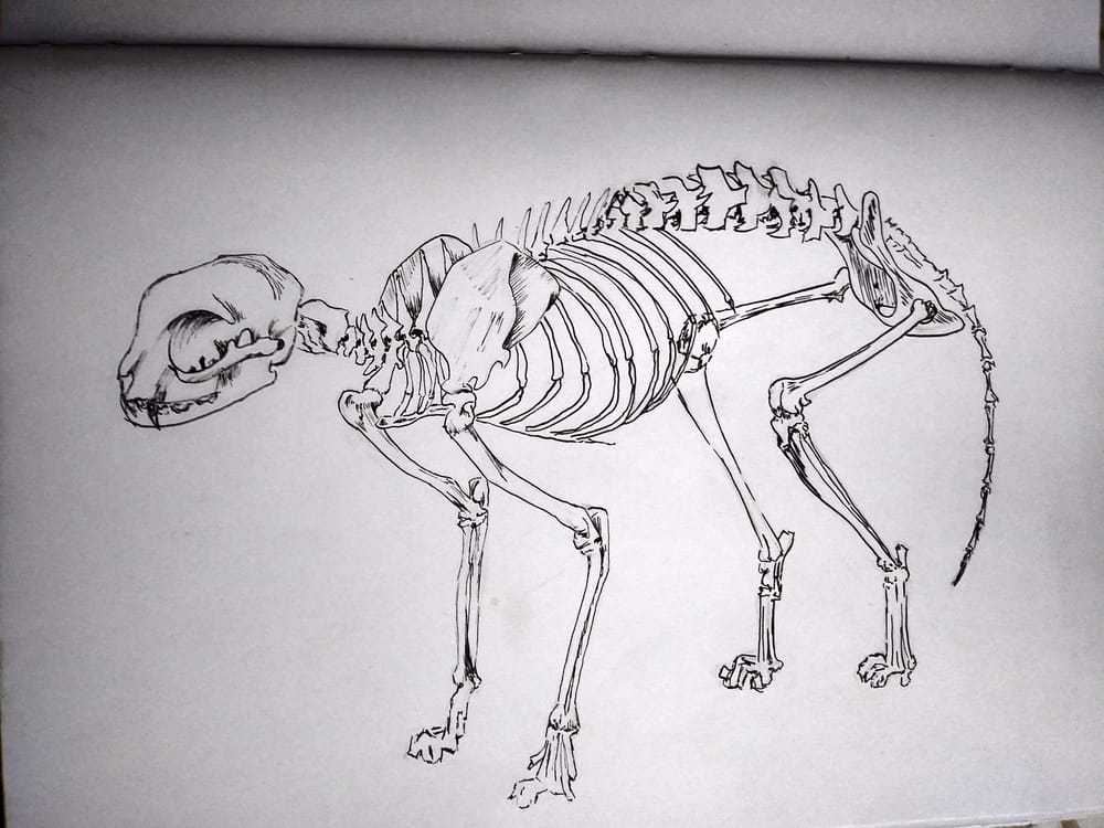 My favourite animal <3 - image 5 - student project