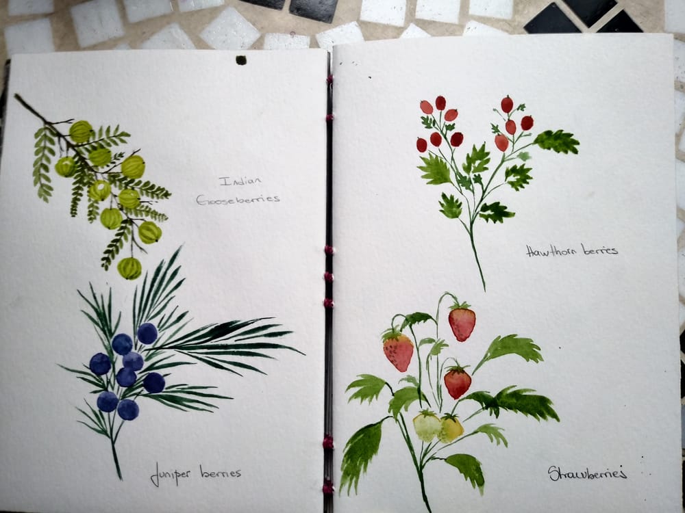 Berries everywhere - image 3 - student project