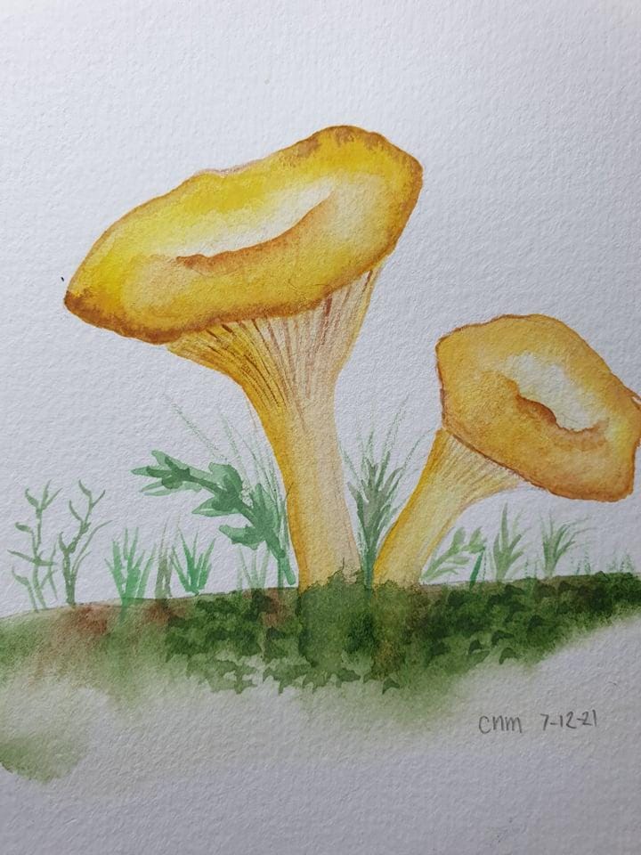mushroom practice - image 1 - student project