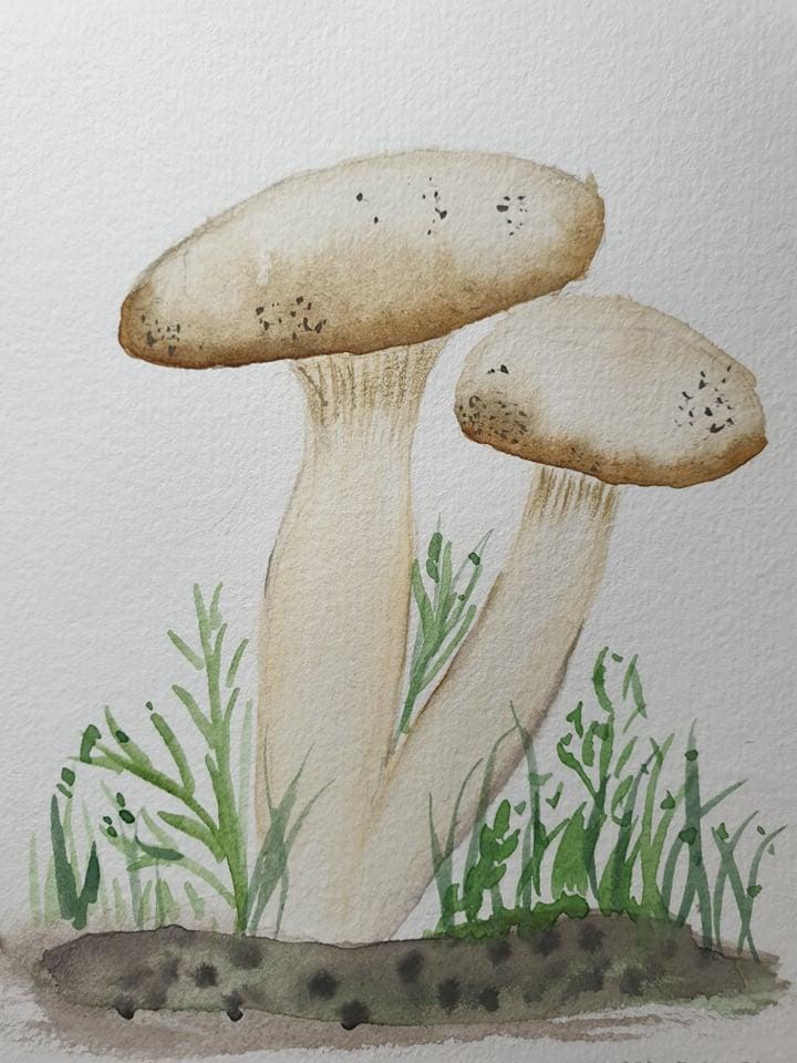 mushroom practice - image 2 - student project