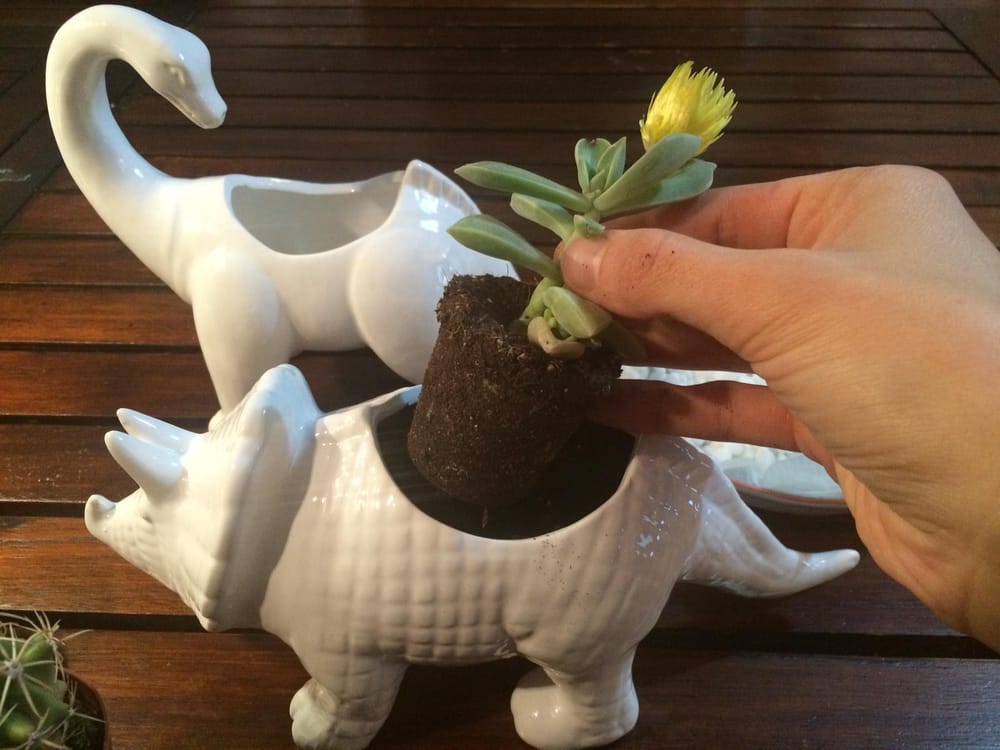 Cactus and Dinosaurs - image 4 - student project