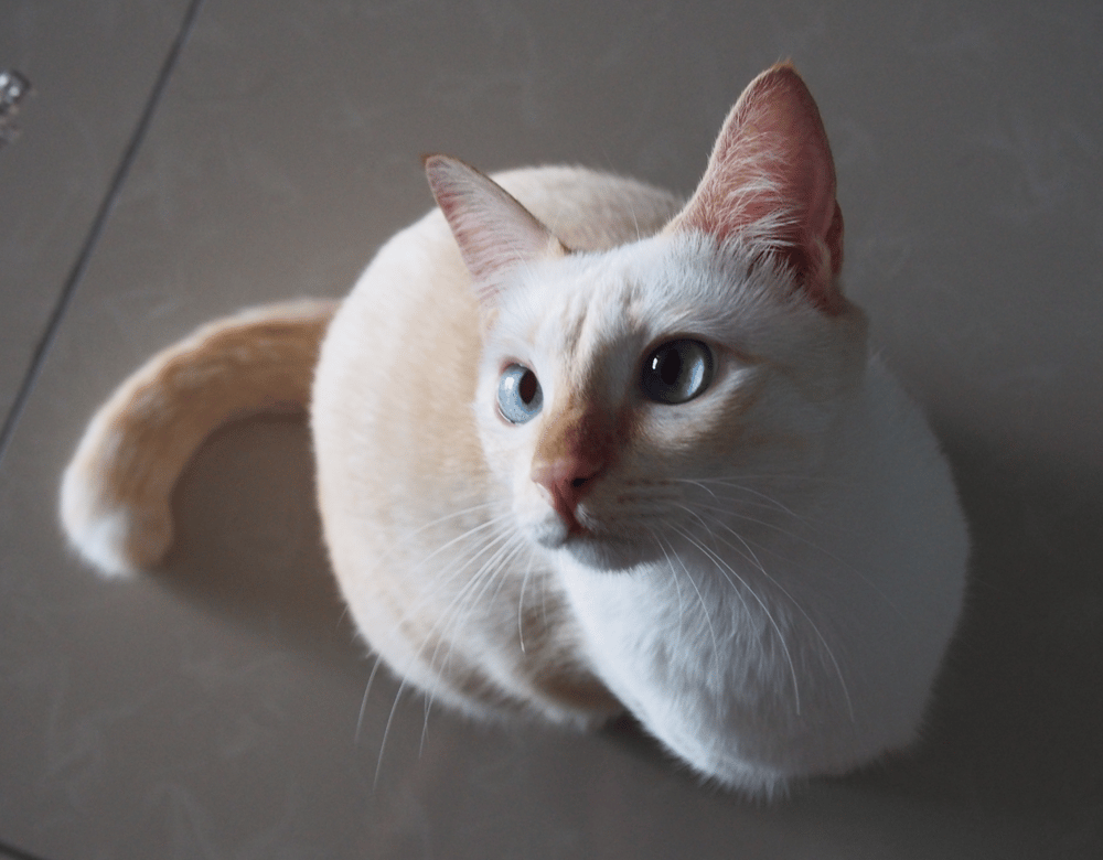 Furry Miss Sushi - image 3 - student project