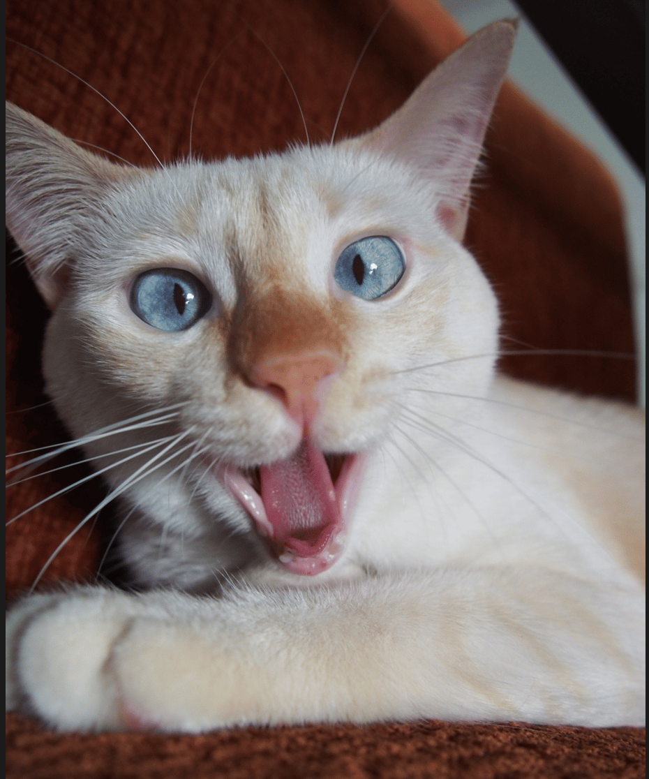 Furry Miss Sushi - image 2 - student project