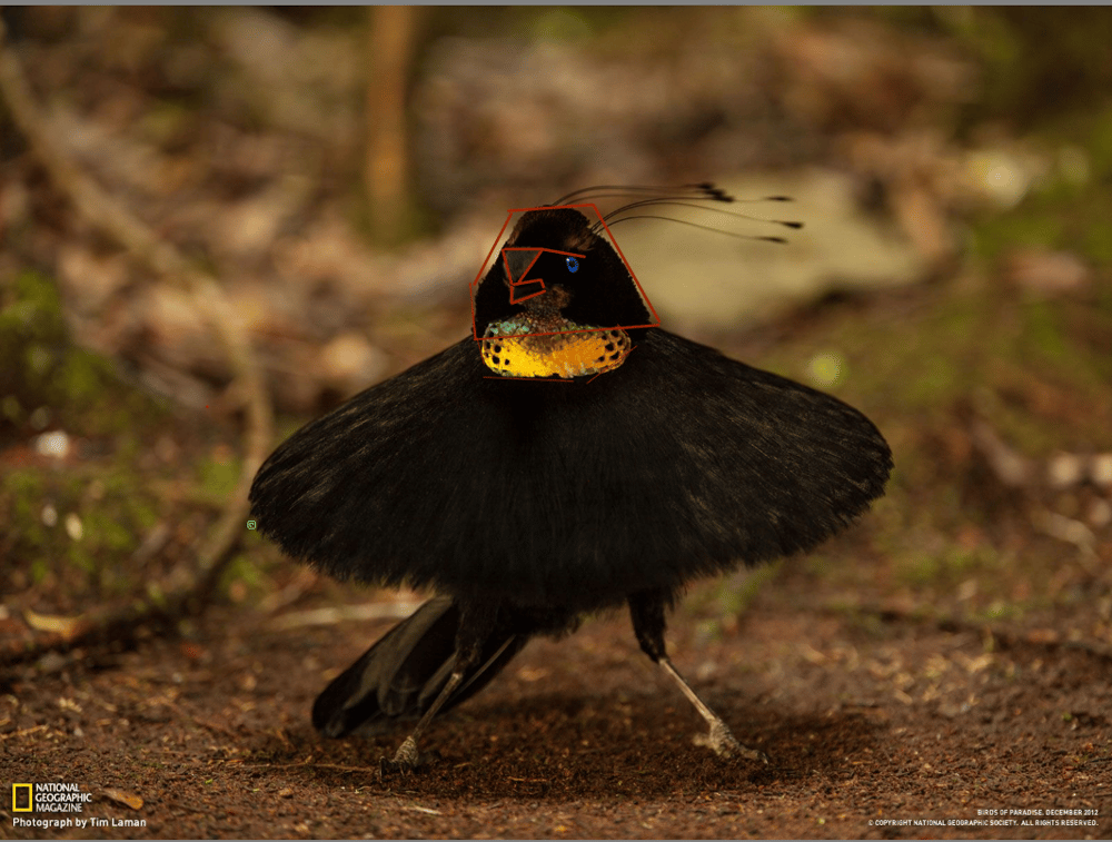 birds of paradise - image 2 - student project