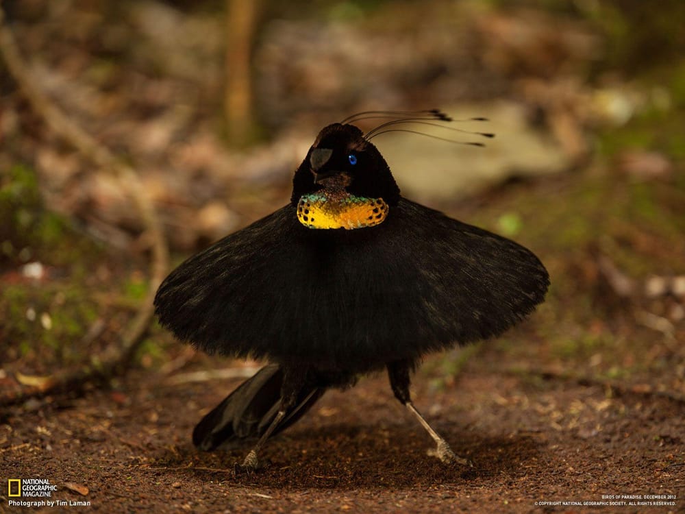 birds of paradise - image 3 - student project