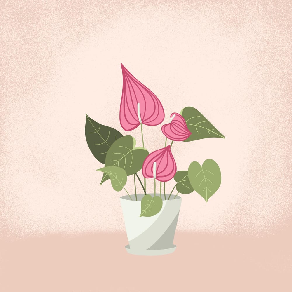 Plant Illustrations - image 2 - student project