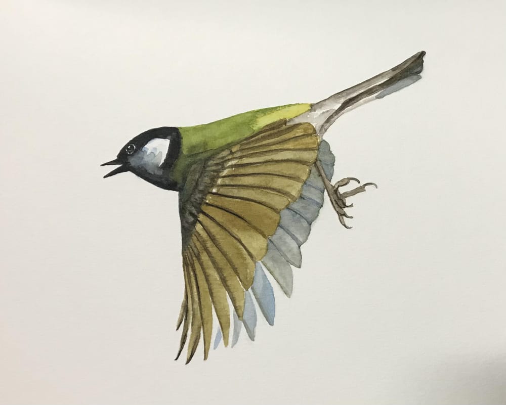 Songbirds - image 3 - student project