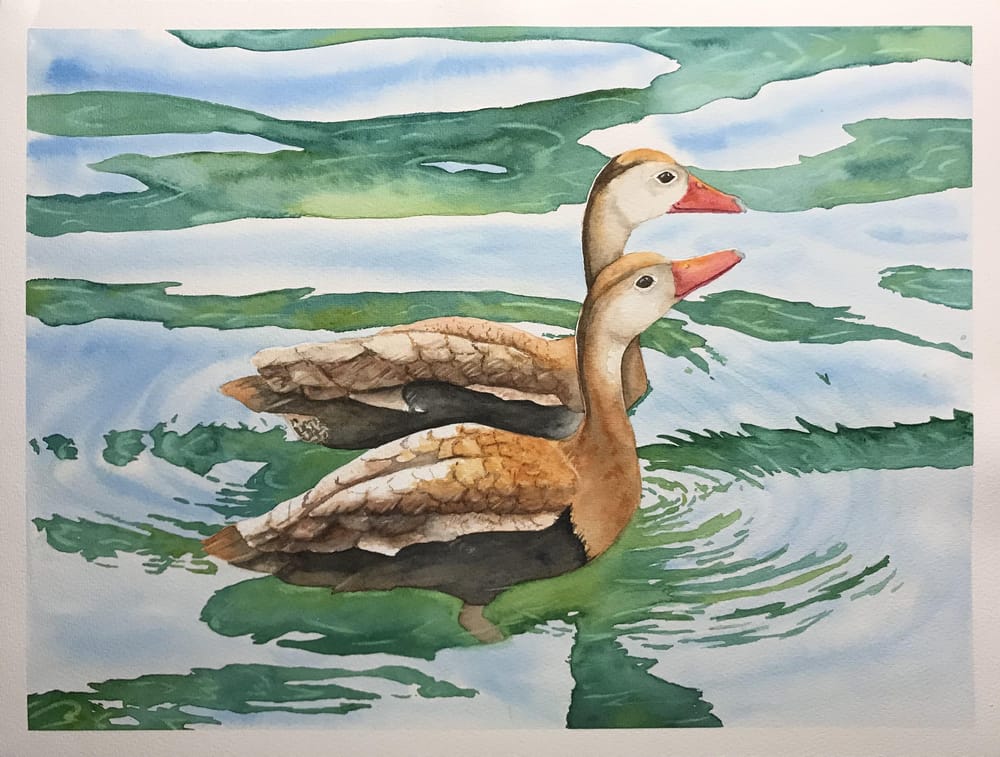 Ducks in water - image 1 - student project