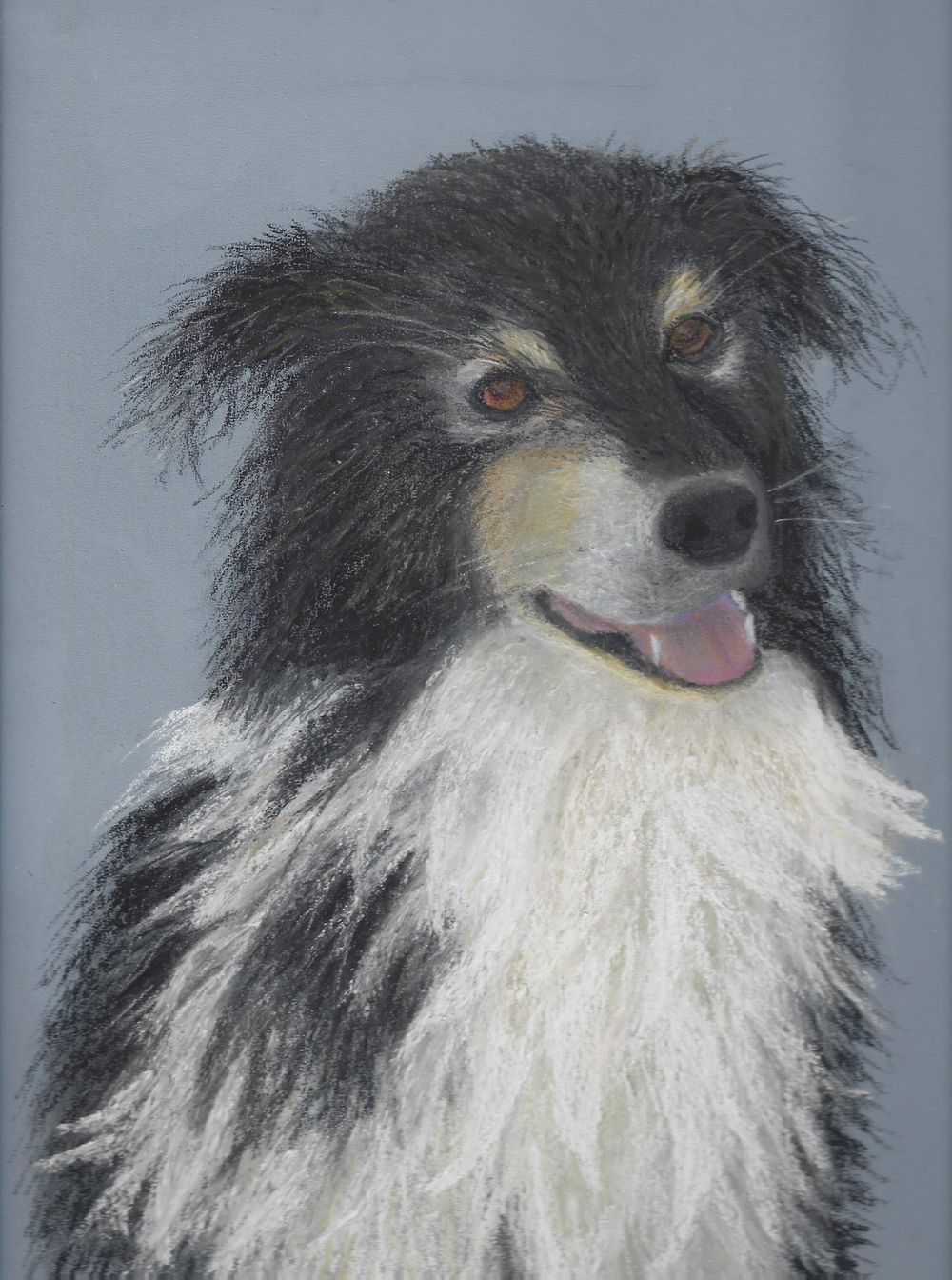 Border Collie - image 1 - student project