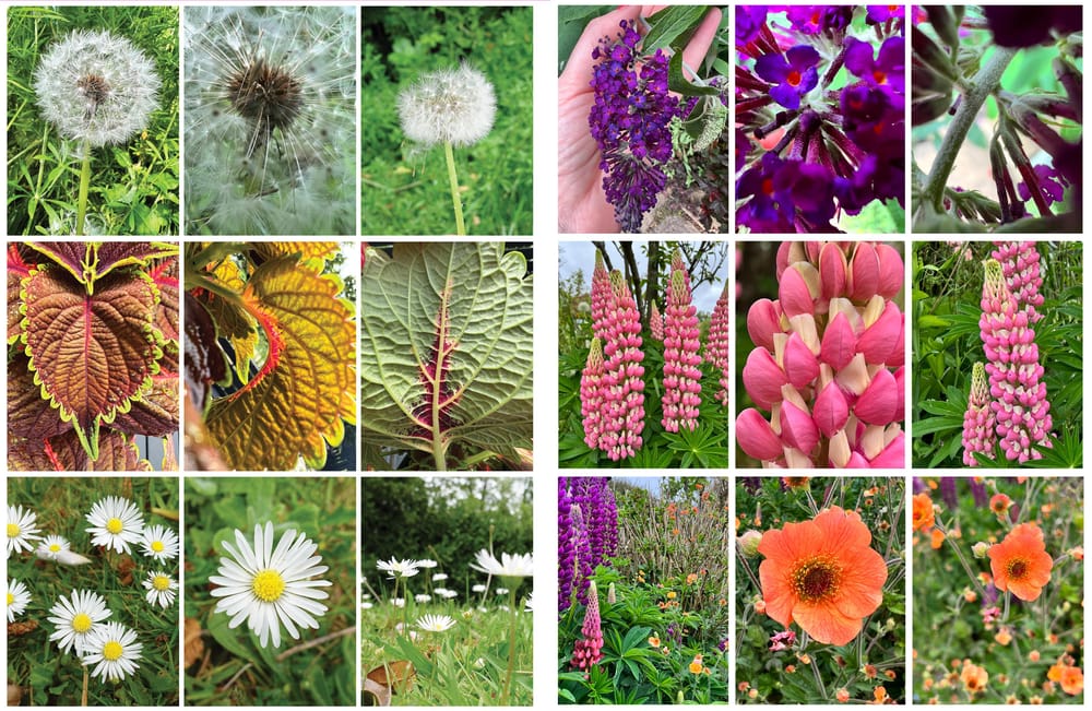 Mindful Mandalas: Botanical Doodling For Self-Care - image 1 - student project