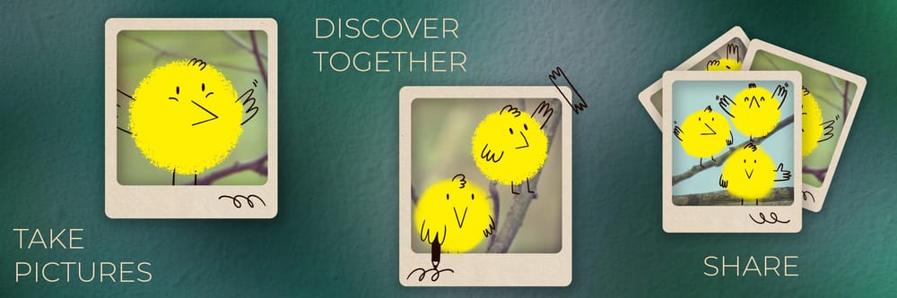 Brand Illustration:  bird watching app - image 3 - student project