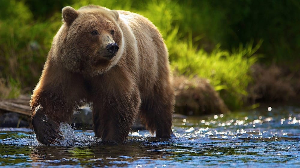 Low Poly Design - Bear - image 2 - student project