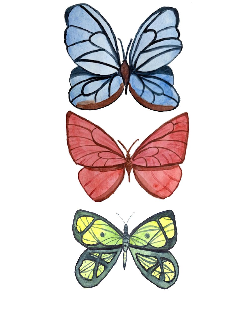 Butterfly Study - image 1 - student project