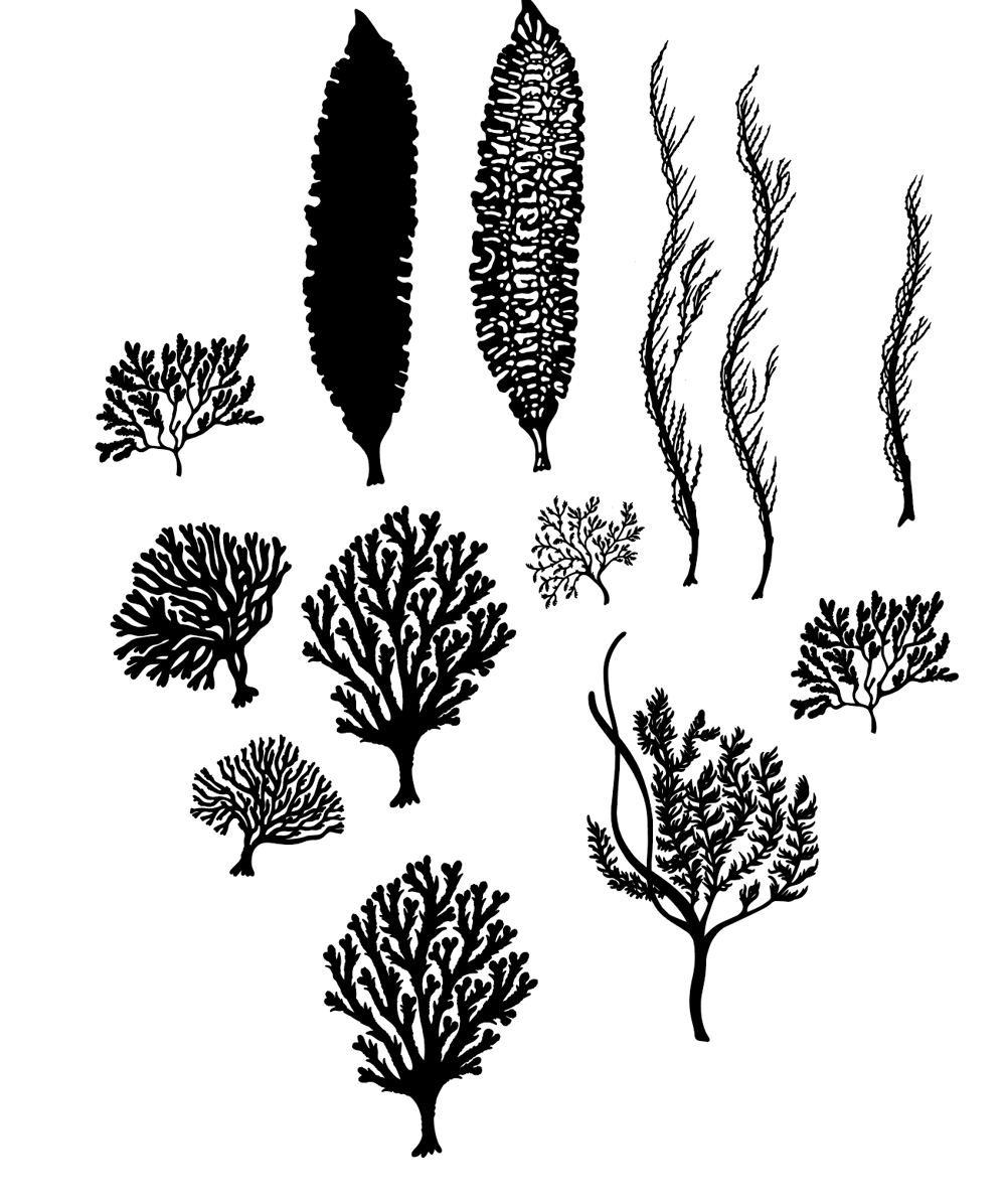 Seaweed Wallpaper (Class Example) - image 4 - student project