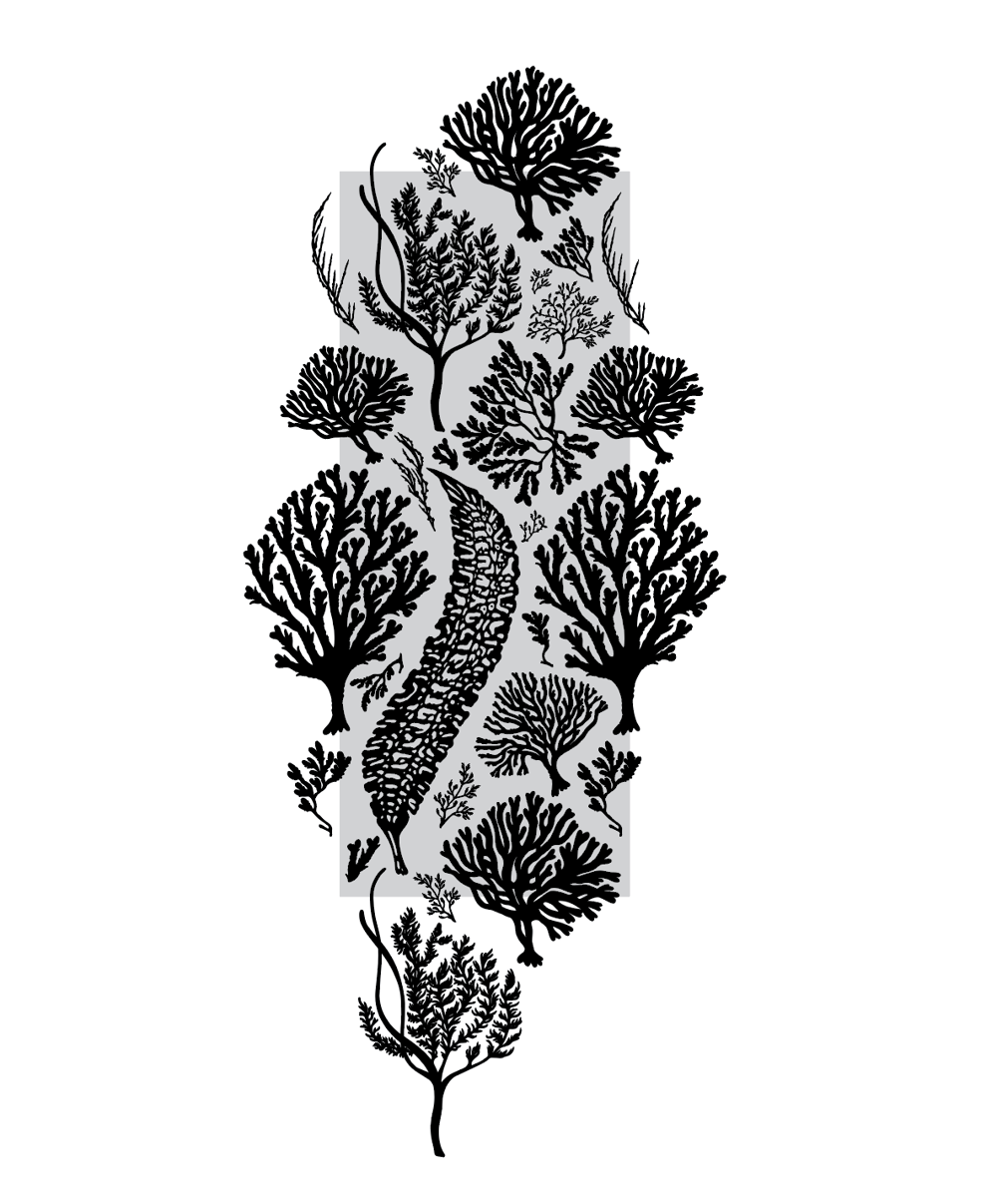 Seaweed Wallpaper (Class Example) - image 7 - student project