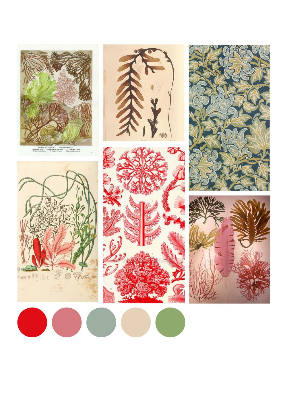 Seaweed Wallpaper (Class Example) - image 1 - student project